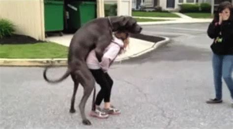 dogs humping gif|Dog humping girl! .